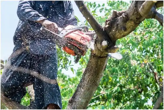 tree services Sangaree